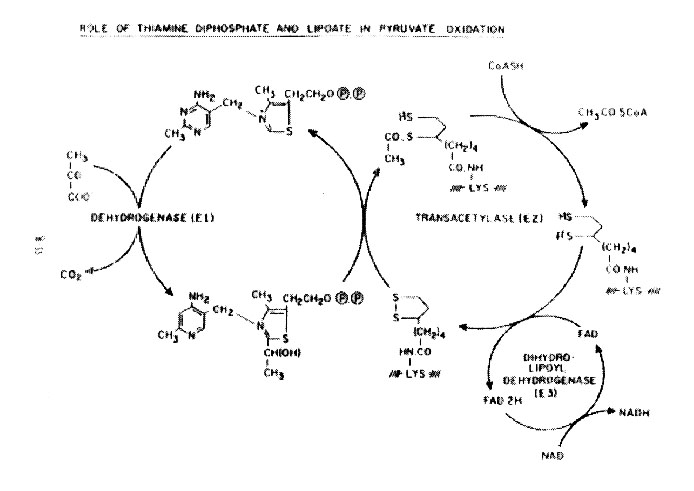citric acid cycle. TCA Cycle Regulation – an
