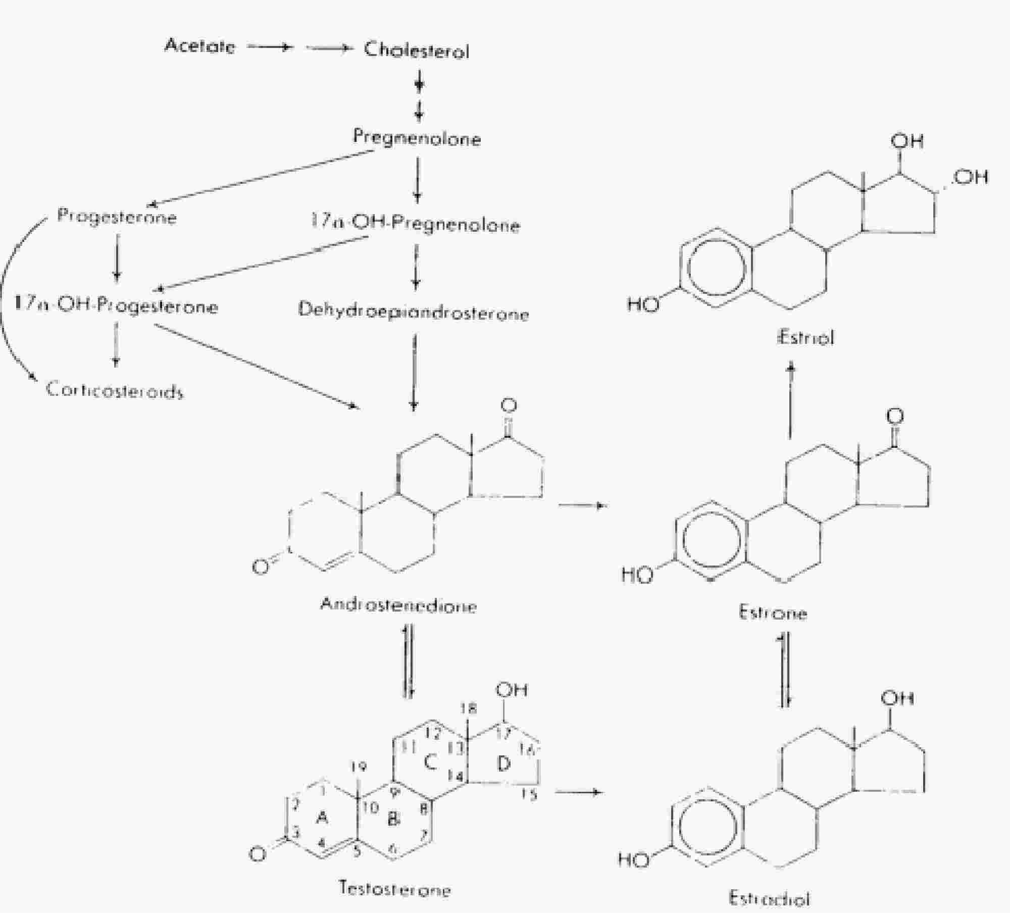 steroide definition: The Google Strategy